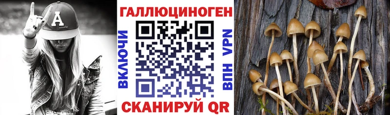 Купить  Вятские Поляны  Галлюциногенные грибы GOLDEN TEACHER 